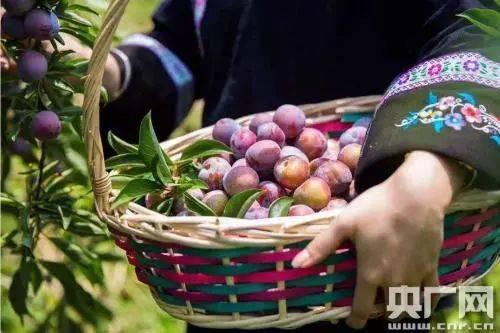 天峨县吃瓜,探寻当地特色美食之旅