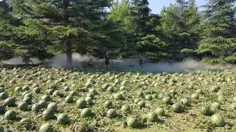 吃瓜红黄蓝,揭秘瓜界三巨头背后的故事