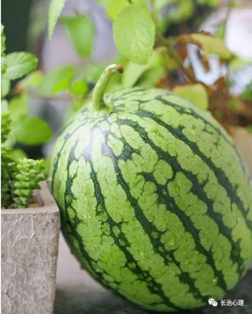 瓜瓜吃瓜作品分析,揭秘娱乐圈幕后真相的趣味解读