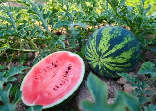 瓜啃吃瓜,揭秘娱乐圈的甜蜜与苦涩