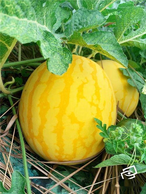 瓜瓜吃瓜简介,揭秘娱乐圈那些不为人知的幕后故事