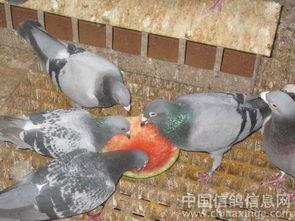吃瓜厨房 鸽子,揭秘鸽子的神奇生活