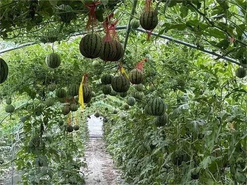 2023实现吃瓜自由,全民吃瓜自由，揭秘网络时代的娱乐狂欢