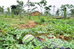 通天吃瓜社,通天吃瓜社带你领略幕后风云