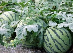 新乐田小姐吃瓜,揭秘娱乐圈吃瓜背后的故事