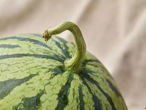 人皇吃瓜,揭秘娱乐圈幕后风云