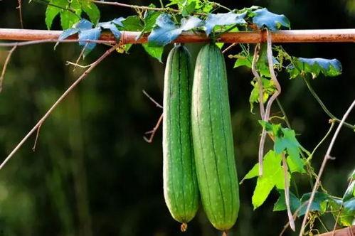 吃瓜车速降,揭秘网络热议背后的真相与反思