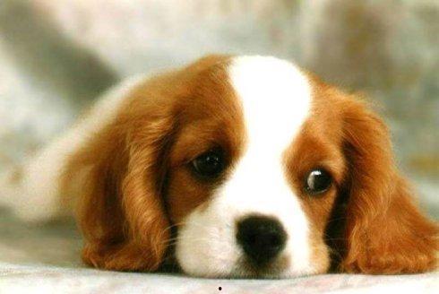 狗可以吃网纹瓜吗,狗狗的夏日美味还是禁忌？