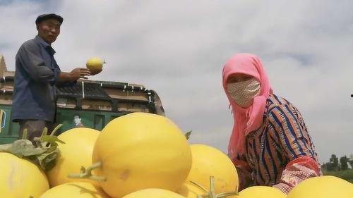 晚间8点吃瓜,瓜田里的新鲜事儿