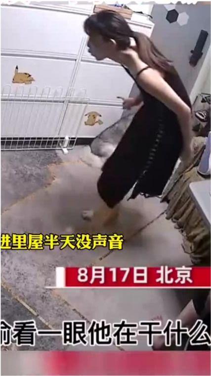 狗瘸腿吃瓜,趣味横生的宠物日常瞬间