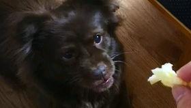 楼下吃瓜的狗子,楼下行走的“吃瓜群众”——揭秘楼下那只会吃瓜的狗子