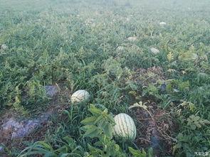 鄂州吃瓜论坛,揭秘本地热点事件背后的故事