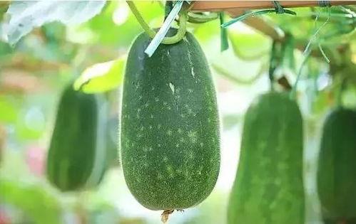 最近在吃谁的瓜,揭秘当红明星的幕后故事