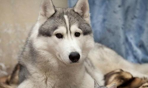 哈士奇吃瓜的方法,趣味横生的“瓜界”新宠