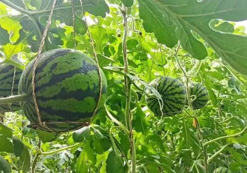 甘肃武威吃瓜事件,一场网络热议背后的真相与反思