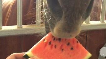 吃瓜拍了很多视频