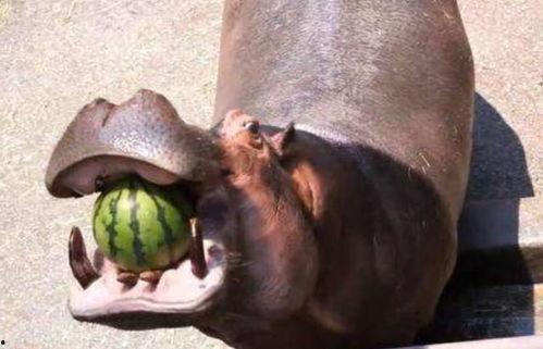 河马吃不吃瓜