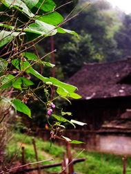 桂北吃瓜,吃瓜群众的欢乐盛宴