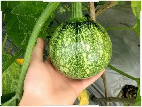 朝堂吃瓜40,揭秘40年宫廷秘闻与权谋较量