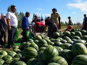 何雪子吃瓜,揭秘娱乐圈幕后故事