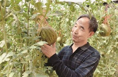 苗王吃瓜,瓜田里的神秘传说