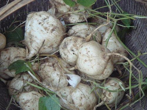 土瓜怎么吃?,解锁健康美味新体验