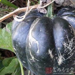 天天吃方瓜好吗,天天享用，健康生活新选择