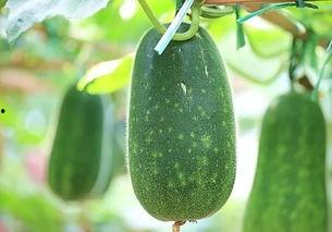 吃的长条瓜,探寻长条瓜的独特风味与营养奥秘