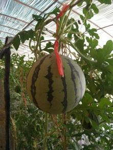 鸡蛋与吊瓜能一起吃吗